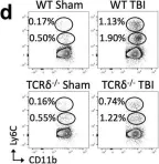 Fig.2.D showing Flow cytometry/Cell sorting in a Mus musculus (House mouse) sample from the publication: Vγ1 and Vγ4 gamma-delta T cells play opposing roles in the immunopathology of traumatic brain injury in males.