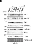 Fig.2.B showing Western Blotting in a Homo sapiens (Human) sample from the publication: MASTL promotes cyclin B1 destruction by enforcing Cdc20-independent binding of cyclin B1 to the APC/C.