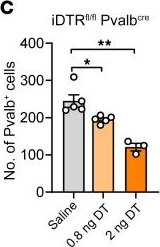 Fig.5.C from the publication: Parvalbumin interneuron loss mediates repeated anesthesia-induced memory deficits in mice.