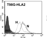 Fig.7.C showing Flow cytometry/Cell sorting in a Homo sapiens (Human) sample from the publication: Differential glioma-associated tumor antigen expression profiles of human glioma cells grown in hypoxia.