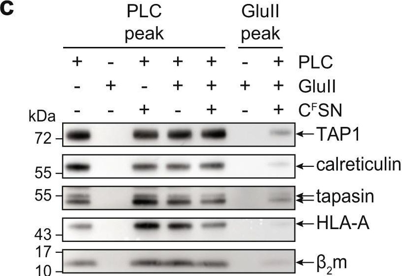 Fig.4.C showing Western Blotting in a Bos taurus (Bovine) sample from the publication: Molecular basis of MHC I quality control in the peptide loading complex.