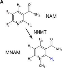 Fig.4.A showing Enzyme-linked immunosorbent assay from the publication: Nitrogen-15 dynamic nuclear polarization of nicotinamide derivatives in biocompatible solutions.