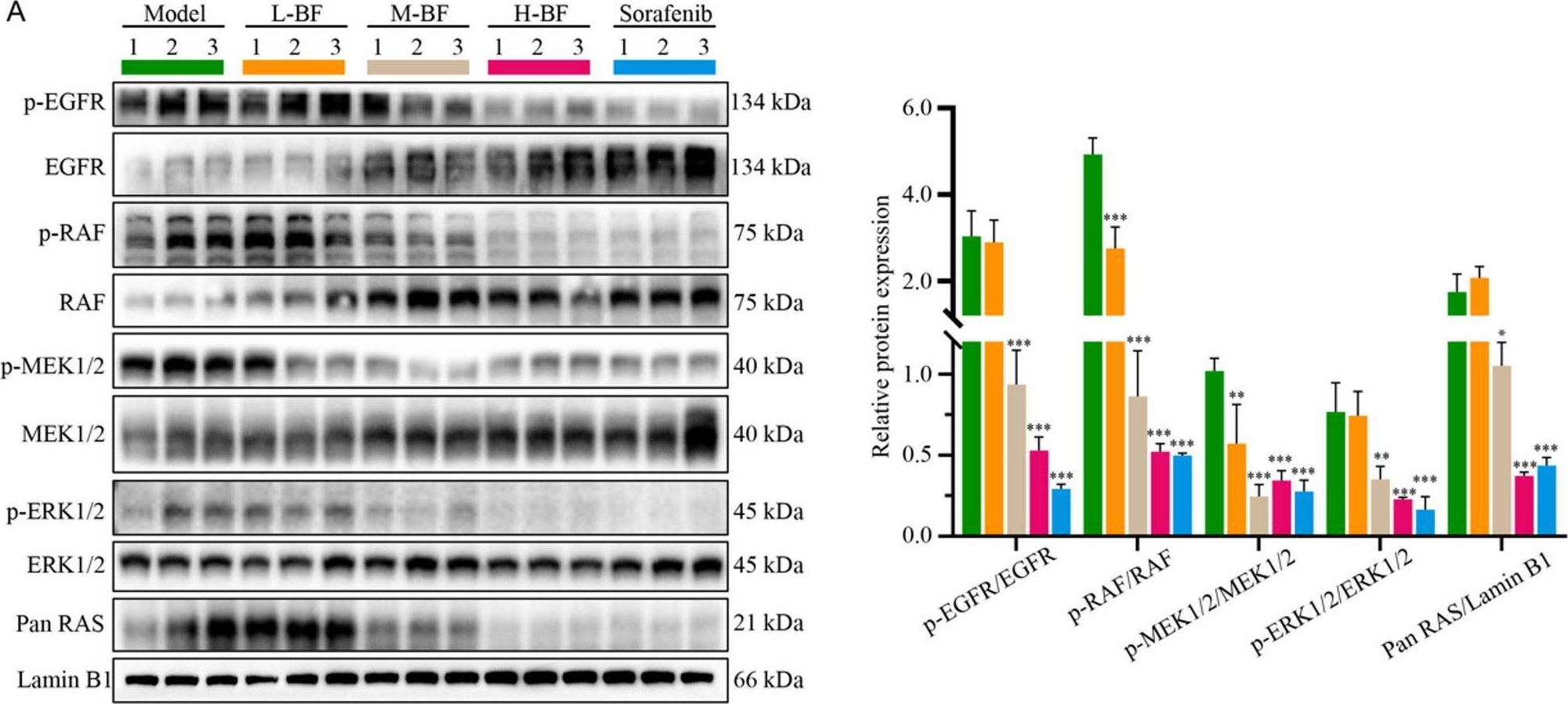 Fig.8.A showing Western Blotting from the publication: Bufalin inhibits hepatocellular carcinoma progression by blocking EGFR-mediated RAS-RAF-MEK-ERK pathway activation.