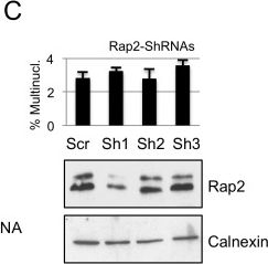 Fig.8.C showing Western Blotting in a Homo sapiens (Human) sample from the publication: Coiled-coil domain containing protein 124 is a novel centrosome and midbody protein that interacts with the Ras-guanine nucleotide exchange factor 1B and is involved in cytokinesis.