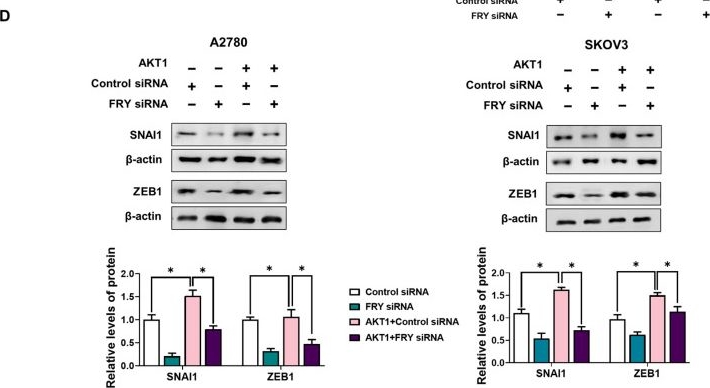 Fig.4.D showing Western Blotting in a Homo sapiens (Human) sample from the publication: FRY Mediates THP1-Driven Ovarian Cancer Invasion Through the PI3K/AKT Pathway.