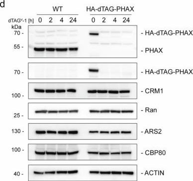 Fig.3.D showing Western Blotting from the publication: Structural basis for the synergistic assembly of the snRNA export complex.