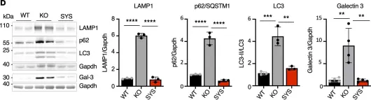 Fig.2.D showing Western Blotting from the publication: AAV-mediated delivery of secreted acid α-glucosidase with enhanced uptake corrects neuromuscular pathology in Pompe mice.