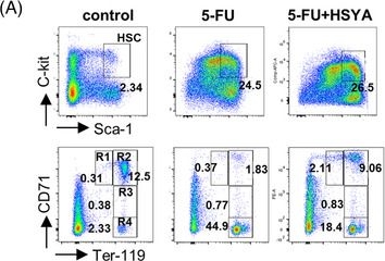 Fig.7.A showing Flow cytometry/Cell sorting in a Mus musculus (House mouse) sample from the publication: Identification of the natural chalcone glycoside hydroxysafflor yellow A as a suppressor of P53 overactivation-associated hematopoietic defects.