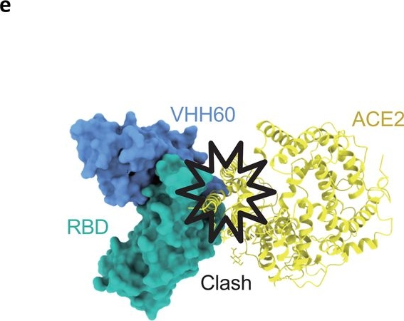 Fig.4.E from the publication: A broad neutralizing nanobody against SARS-CoV-2 engineered from an approved drug.