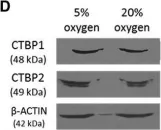 Fig.1.D showing Western Blotting from the publication: Glycolysis Regulates Human Embryonic Stem Cell Self-Renewal under Hypoxia through HIF-2α and the Glycolytic Sensors CTBPs.