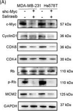 Fig.6.A showing Western Blotting from the publication: Targeting c-Myc enhances immunotherapy efficacy in combination with Ras inhibitor in triple-negative breast cancer.