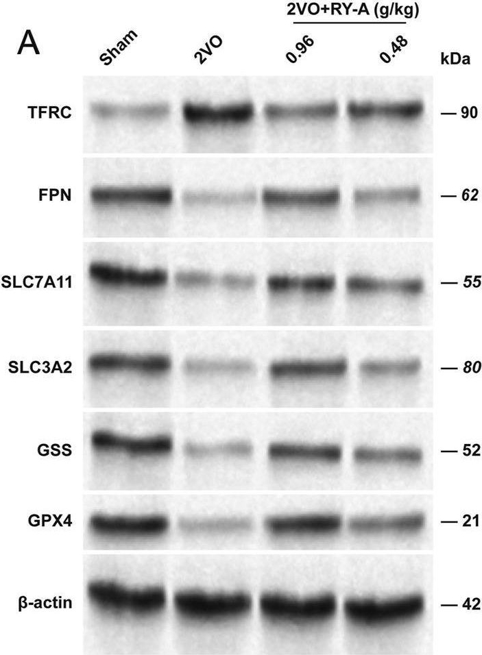 Fig.12.A showing Western Blotting in a Rattus norvegicus (Rat) sample from the publication: Neuroprotective effects of ethanol extraction from Rubia yunnanensis Diels on chronic cerebral hypoperfusion: modulation of the System Xc-/GSH/GPX4 axis to alleviate oxidative stress and ferroptosis.
