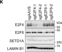 Fig.7.K showing Western Blotting from the publication: BOD1L mediates chromatin binding and non-canonical function of H3K4 methyltransferase SETD1A.