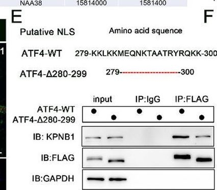 Fig.7.F showing Western Blotting from the publication: KPNB1-ATF4 induces BNIP3-dependent mitophagy to drive odontoblastic differentiation in dental pulp stem cells.