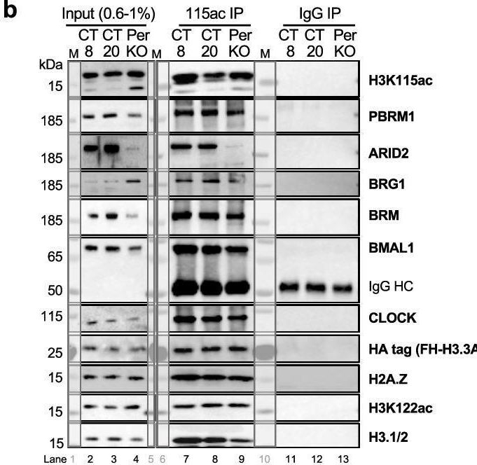 Fig.5.B showing Western Blotting from the publication: PBAF/cBAF reorganization on H3.3 chromatin regulates BMAL1 activity in the absence of circadian negative feedback.