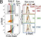 Fig.5.B showing Flow cytometry/Cell sorting in a Mus musculus (House mouse) sample from the publication: Stat5 signaling specifies basal versus stress erythropoietic responses through distinct binary and graded dynamic modalities.