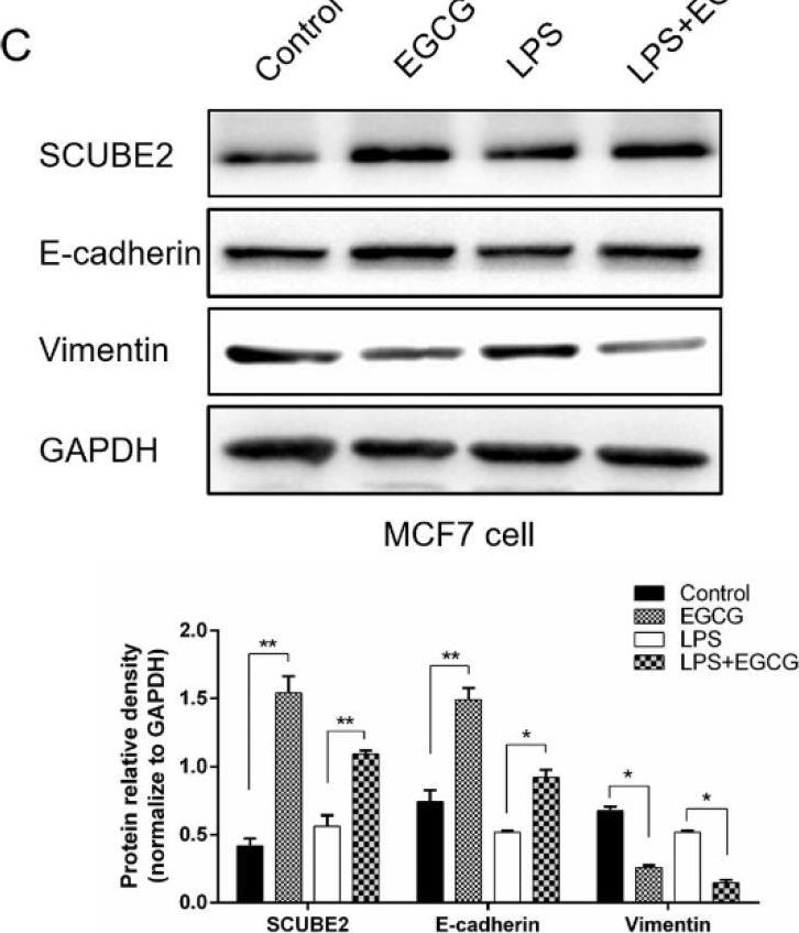 Fig.3.C showing Western Blotting from the publication: The Inhibitory Effect of (-)-Epigallocatechin-3-Gallate on Breast Cancer Progression via Reducing SCUBE2 Methylation and DNMT Activity.