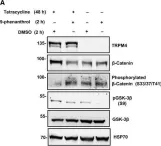 Fig.5.A showing Western Blotting from the publication: TRPM4 regulates Akt/GSK3-β activity and enhances β-catenin signaling and cell proliferation in prostate cancer cells.