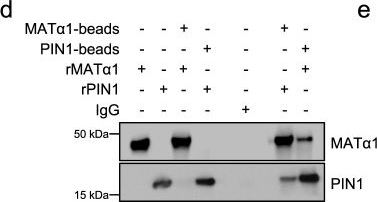 Fig.2.D showing Western Blotting in a Mus musculus (House mouse) sample from the publication: Depletion of mitochondrial methionine adenosyltransferase α1 triggers mitochondrial dysfunction in alcohol-associated liver disease.