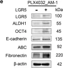 Fig.6.E showing Western Blotting in a Homo sapiens (Human) sample from the publication: LGR5+ epithelial tumor stem-like cells generate a 3D-organoid model for ameloblastoma.