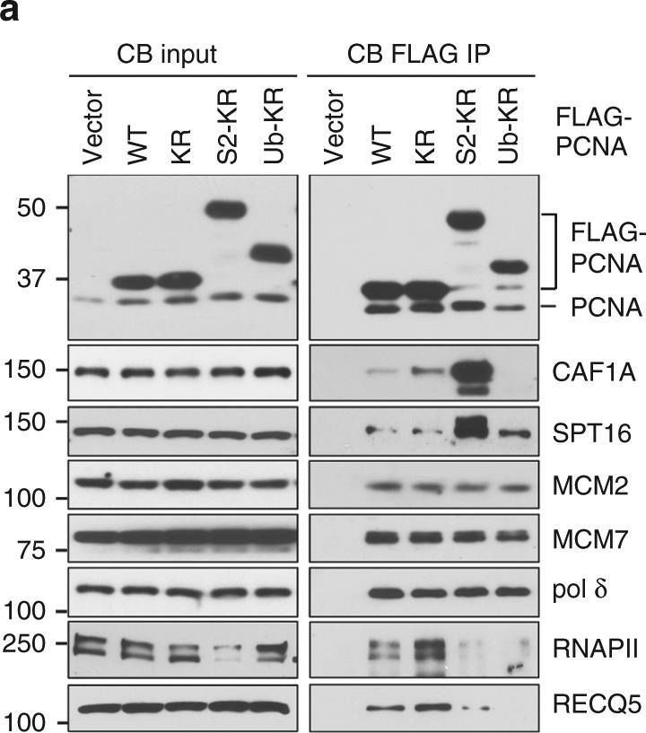Fig.4.A showing Western Blotting from the publication: SUMO2 conjugation of PCNA facilitates chromatin remodeling to resolve transcription-replication conflicts.