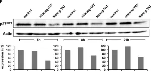Fig.2.F showing Western Blotting from the publication: Nanog induces suppression of senescence through downregulation of p27KIP1 expression.