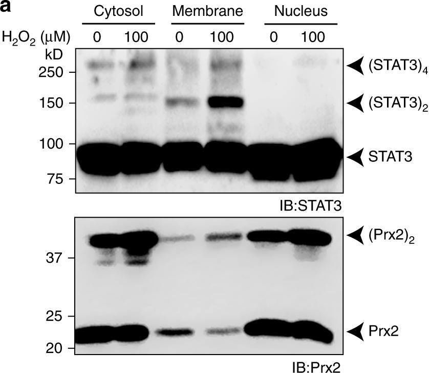 Fig.5.A showing Western Blotting in a Homo sapiens (Human) sample from the publication: A role for annexin A2 in scaffolding the peroxiredoxin 2-STAT3 redox relay complex.