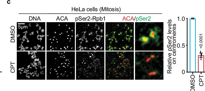 Fig.2.C showing Immunocytochemistry-immunofluorescence from the publication: Topoisomerase I is an evolutionarily conserved key regulator for satellite DNA transcription.
