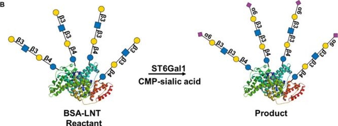 Fig.8.B from the publication: Novel Click Coupling Chemistry to Explore Glycan Recognition.