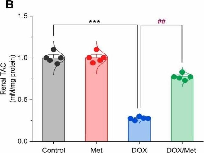 Fig.5.B from the publication: Modulatory Role of Autophagy in Metformin Therapeutic Activity toward Doxorubicin-Induced Nephrotoxicity.