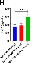 Fig.3.H showing Enzyme-linked immunosorbent assay from the publication: METTL3 aggravates lung injury in neonatal mice with Streptococcus pneumoniae-induced pneumonia via the circ_0001239/KLF10 axis.
