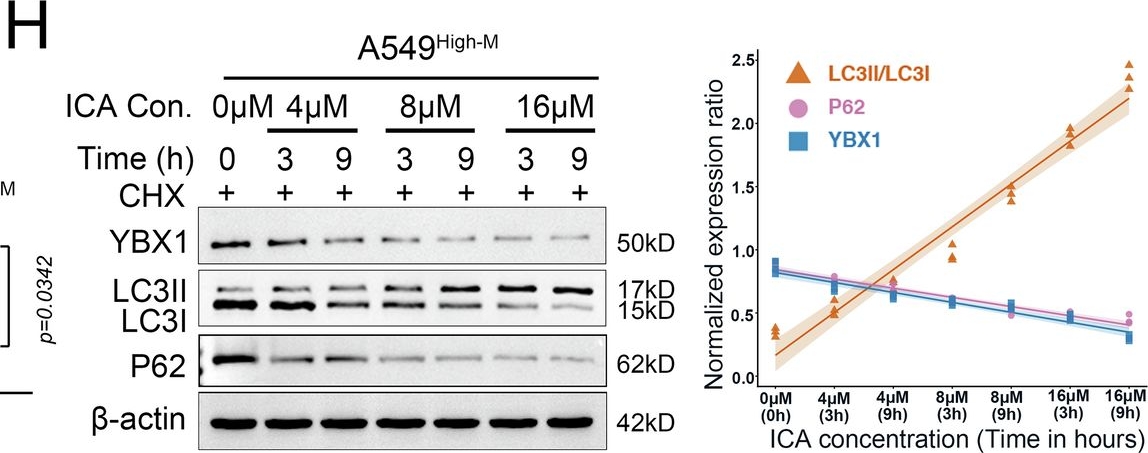 Fig.6.H showing Western Blotting from the publication: YBX1 Confers immunosuppressive bone metastatic traits in non-small cell lung cancer.