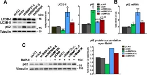 Fig.4.A showing Western Blotting in a Mus musculus (House mouse) sample from the publication: Splicing variation of BMP2K balances abundance of COPII assemblies and autophagic degradation in erythroid cells.