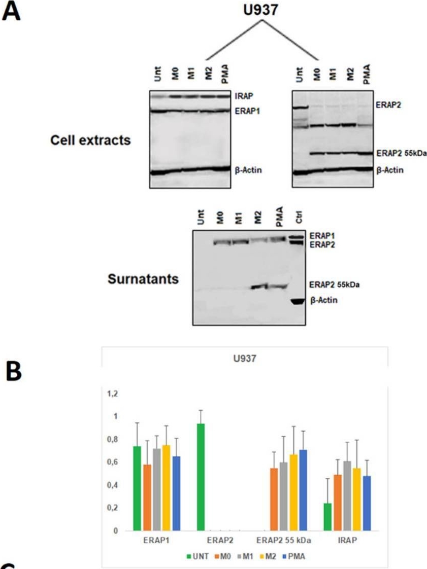 Fig.2.A showing Western Blotting in a Homo sapiens (Human) sample from the publication: A Short ERAP2 That Binds IRAP Is Expressed in Macrophages Independently of Gene Variation.
