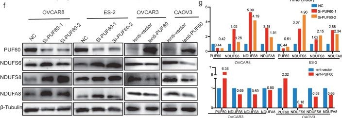 Fig.5.F showing Western Blotting in a Homo sapiens (Human) sample from the publication: Targeting PUF60 prevents tumor progression by retarding mRNA decay of oxidative phosphorylation in ovarian cancer.
