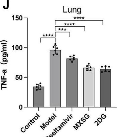 Fig.2.J showing Enzyme-linked immunosorbent assay from the publication: Pharmacological mechanisms of Ma Xing Shi Gan Decoction in treating influenza virus-induced pneumonia: intestinal microbiota and pulmonary glycolysis.