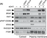 Fig.4.A showing Western Blotting from the publication: KSR induces RAS-independent MAPK pathway activation and modulates the efficacy of KRAS inhibitors.