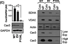 Fig.3.C showing Western Blotting from the publication: Caveolin-3 deficiency associated with the dystrophy P104L mutation impairs skeletal muscle mitochondrial form and function.