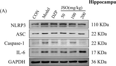 Fig.16.A showing Western Blotting in a Mus musculus (House mouse) sample from the publication: Anxiolytic Effects of Cichorium intybus L. Oligo-Polysaccharides by Modulating Gut Microbiota, Neuronal Signaling Pathways, and Neuroinflammation in Chronic Sleep Deprivation-Stressed Mice.