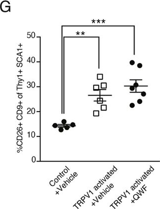 Fig.2.G from the publication: Dermal TRPV1 innervations engage a macrophage- and fibroblast-containing pathway to activate hair growth in mice.