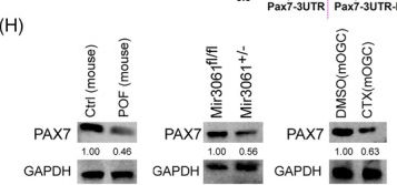 Fig.3.H showing Western Blotting in a Mus musculus (House mouse) sample from the publication: MicroRNA-3061 downregulates the expression of PAX7/Wnt/Ca2+ signalling axis genes to induce premature ovarian failure in mice.
