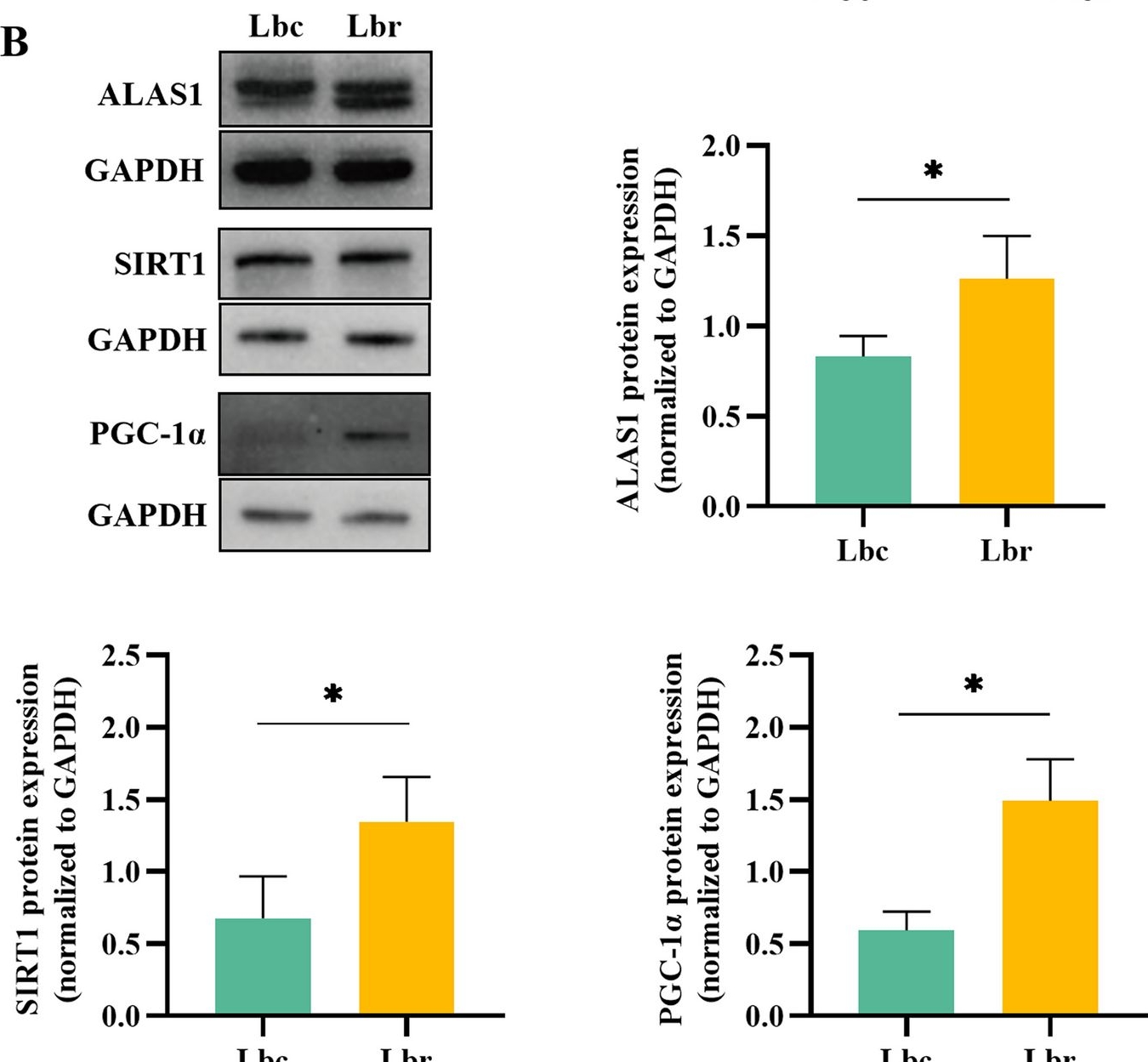Fig.10.B showing Western Blotting from the publication: Redox status regulates eggshell color by modulating protoporphyrin IX biosynthesis via the SIRT1/PGC-1α/ALAS1 axis in brown-shelled hens.