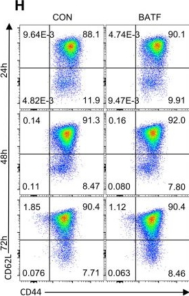 Fig.2.H showing Flow cytometry/Cell sorting from the publication: Enforced BATF expression via clinically approved LNPs enhances adoptive T-cell therapies.