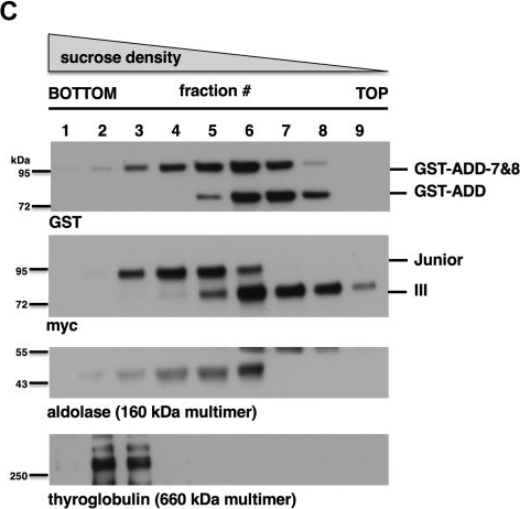 Fig.5.C showing Western Blotting in a Xenopus laevis (African clawed frog) sample from the publication: Delineation of a minimal topoisomerase II binding protein 1 for regulated activation of ATR at DNA double-strand breaks.