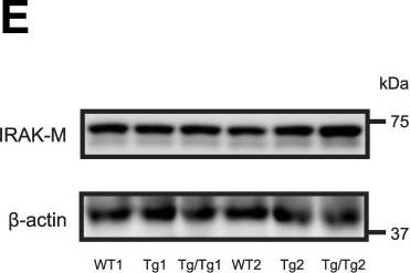 Fig.1.E showing Western Blotting in a Mus musculus (House mouse) sample from the publication: iMPAQT reveals that adequate mitohormesis from TFAM overexpression leads to life extension in mice.