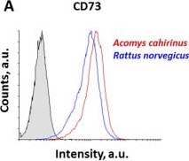 Fig.1.A showing Flow cytometry/Cell sorting from the publication: Osteogenic shift in the adipose-derived stem cells of Acomys cahirinus is linked to impaired adipose tissue self-renewal.