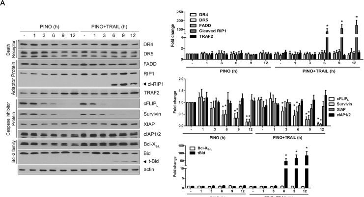 Fig.4.A showing Western Blotting from the publication: Accelerated degradation of cFLIPL and sensitization of the TRAIL DISC-mediated apoptotic cascade by pinoresinol, a lignan isolated from Rubia philippinensis.