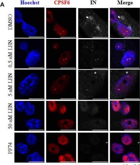 Fig.1.A showing Immunocytochemistry-immunofluorescence in a Homo sapiens (Human) sample from the publication: Capsid stabilization reprograms the nuclear fate of the HIV genome.