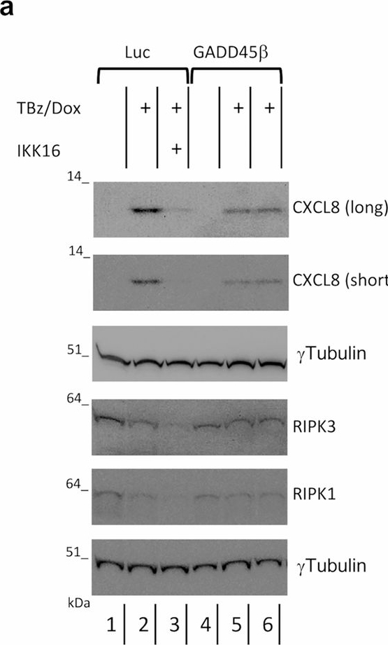 Fig.6.A showing Western Blotting from the publication: GADD45β inhibits RIPK3-mediated NF-κB activation by interfering with NEMO-RIPK1-RIPK3 interactions.