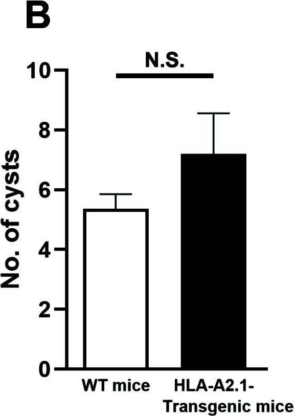 Fig.2.B from the publication: Human MHC class I molecule, HLA-A2.1, mediates activation of CD8+ T cell IFN-γ production and the T cell-dependent protection against reactivation of cerebral Toxoplasma infection.